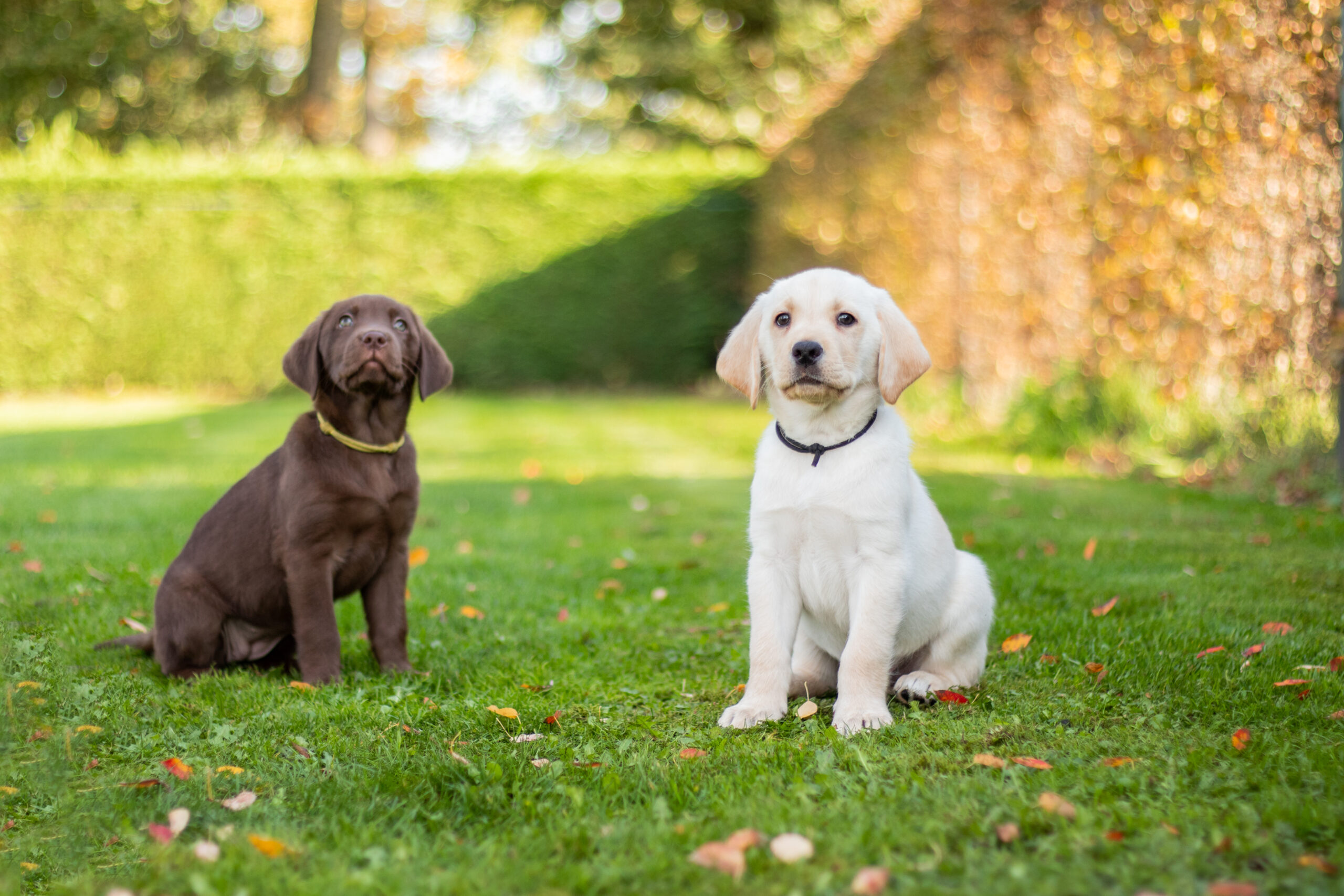 Ubbi en Udo, hulphondpups in opleiding 